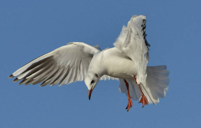 点击大图看下一张：红嘴海鸥天空自由翱翔图片