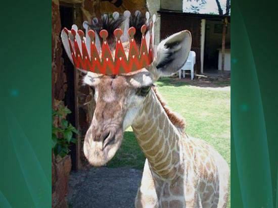 点击大图看下一张：南非家庭养长颈鹿当宠物