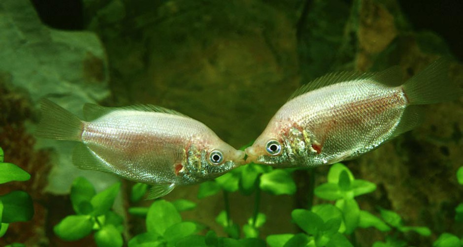 点击大图看下一张：可爱的热带鱼银饰接吻鱼图片