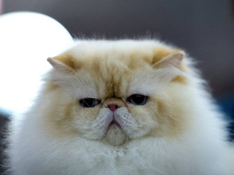 点击大图看下一张：喜马拉雅种猫图片表情丑萌