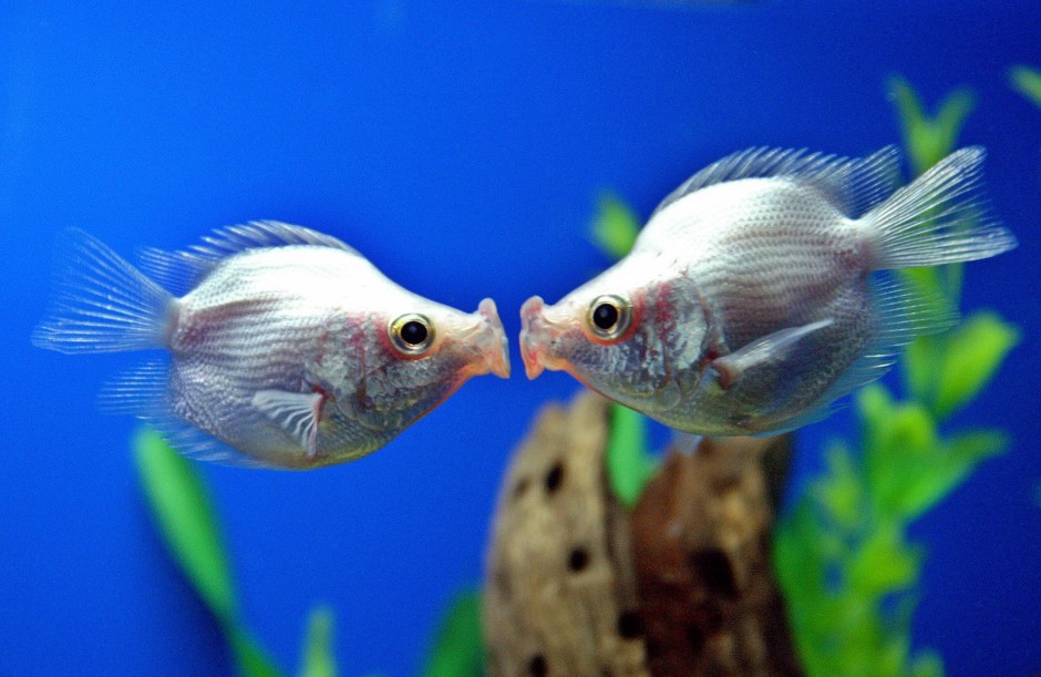点击大图看下一张：接吻鱼高清无水印图片壁纸精选