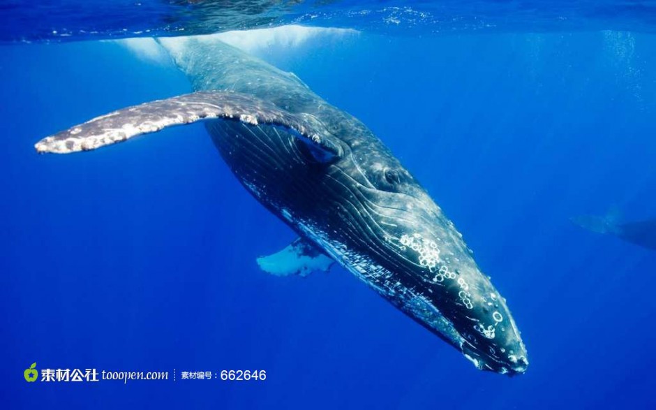 点击大图看下一张：潜入海底的蓝鲸鱼图片