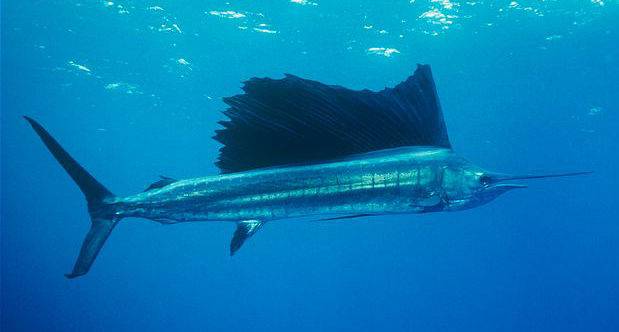 点击大图看下一张：肉食性鱼类美国旗鱼图片