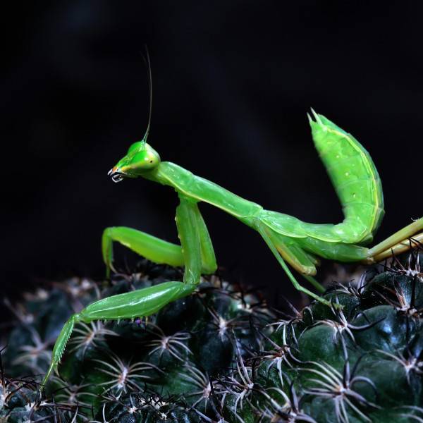 点击大图看下一张：身手矫捷的肉食性绿色昆虫螳螂图片