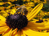 花朵上勤劳的蜜蜂图片