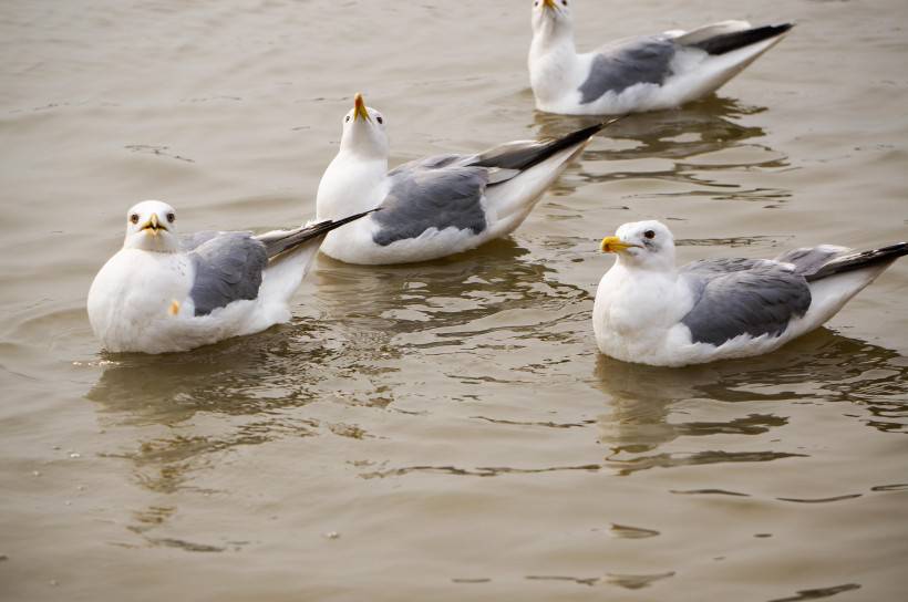 点击大图看下一张：鸟类图片大全水中游玩的海鸥