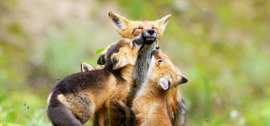 点击大图看下一张：可爱的狐狸一家人动物图片