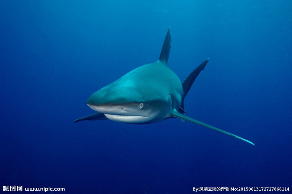 点击大图看下一张：深海鲨鱼高清特写图片