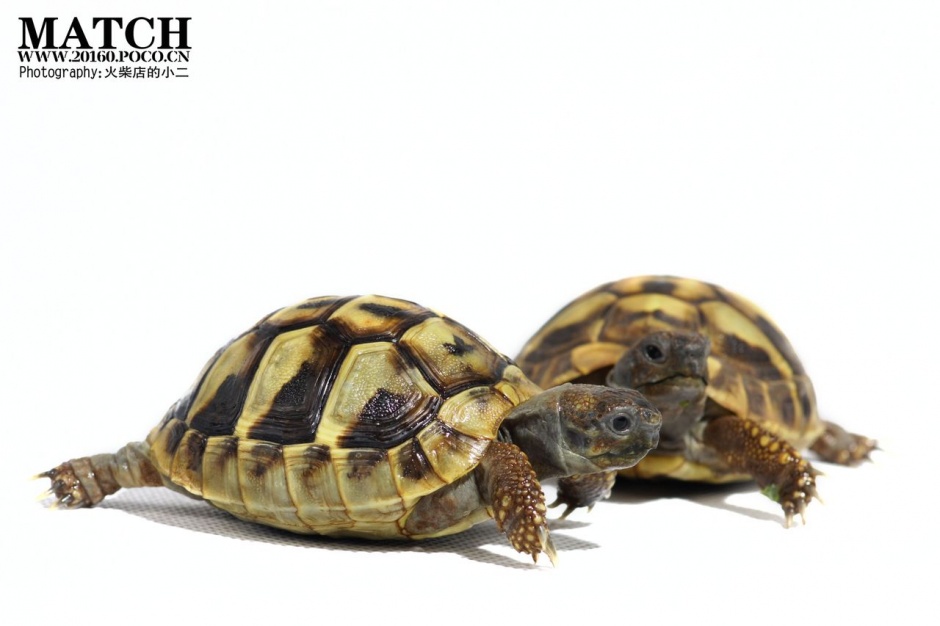 点击大图看下一张：可爱宠物巴西小乌龟精美图片