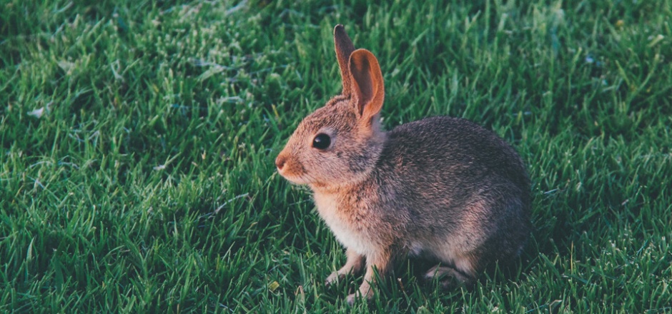 点击大图看下一张：草地上萌萌的小兔子图片