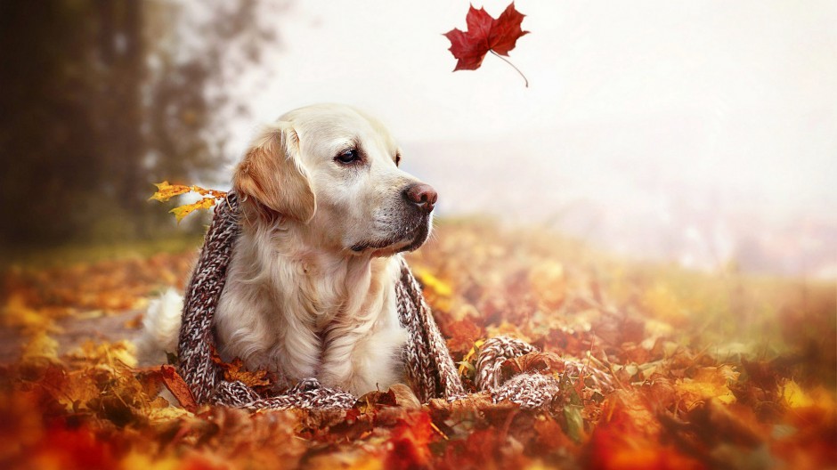 点击大图看下一张：秋天童话蠢萌狗狗图片