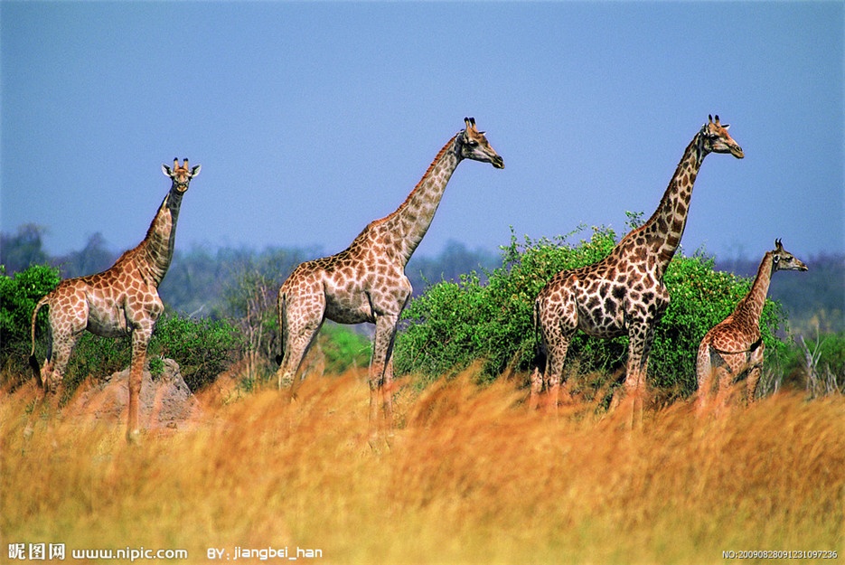 点击大图看下一张：非洲大草原野生长颈鹿图片欣赏