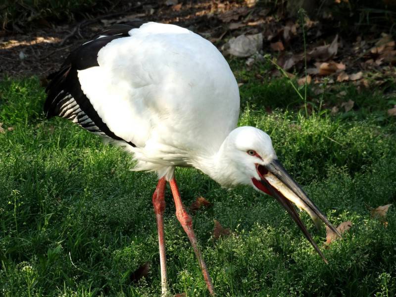 点击大图看下一张：热带大型鸟类东方白鹳图片