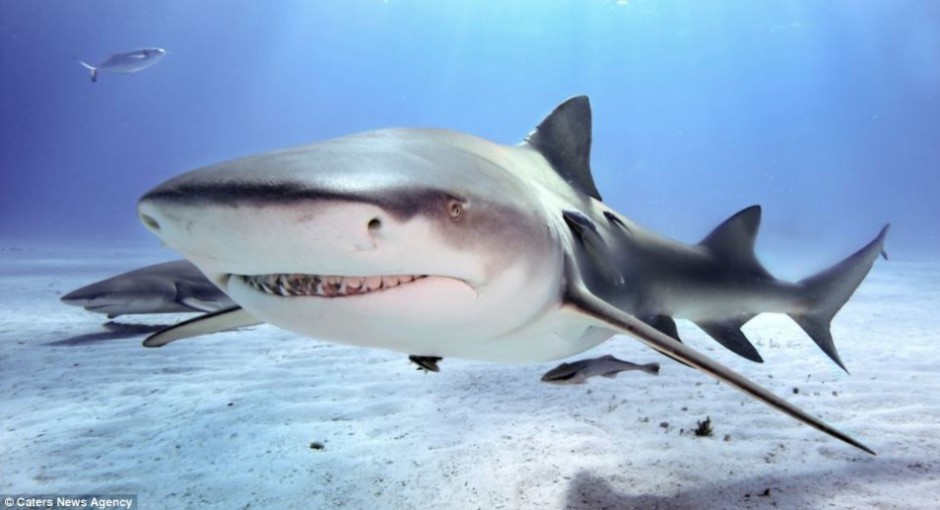 点击大图看下一张：凶猛大鲨鱼牙齿锋利图片