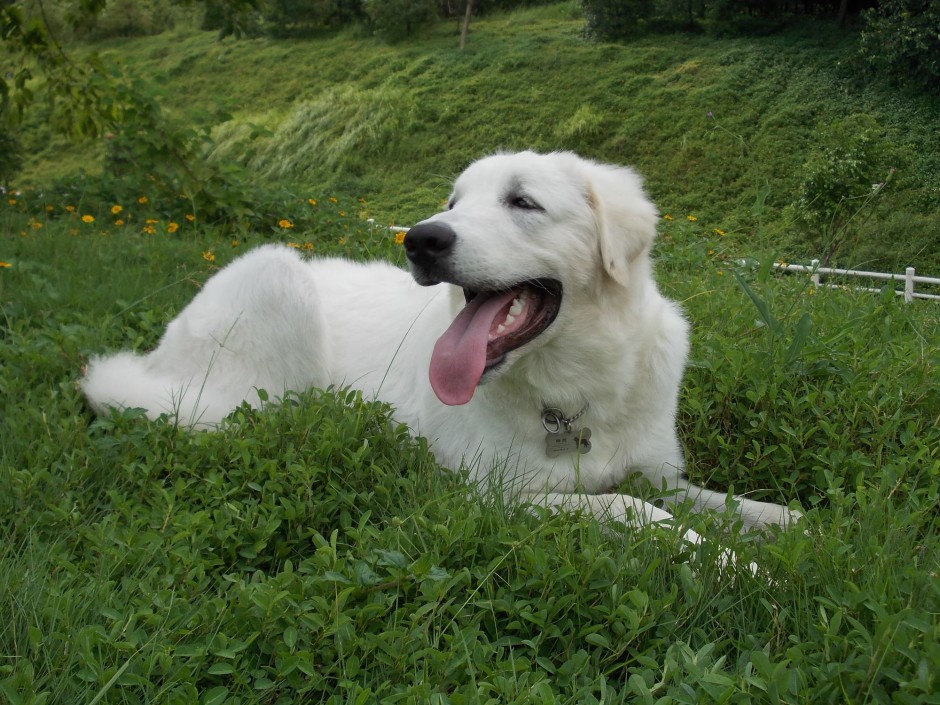 点击大图看下一张：趴着的狗纯种大白熊犬图片