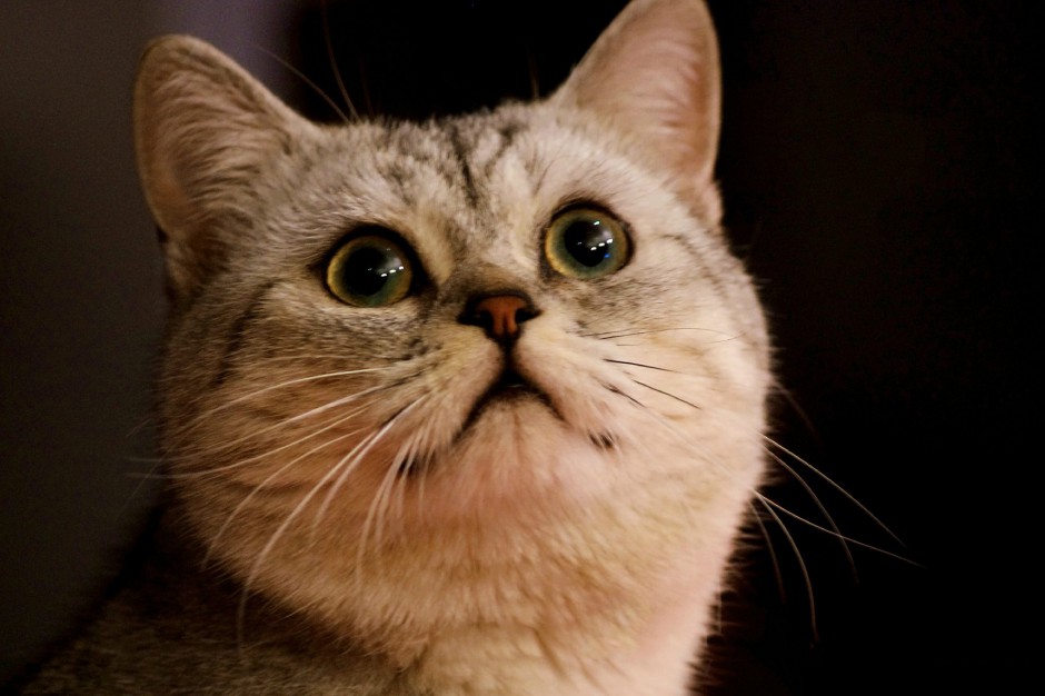 点击大图看下一张：灵巧呆萌的埃及猫图片