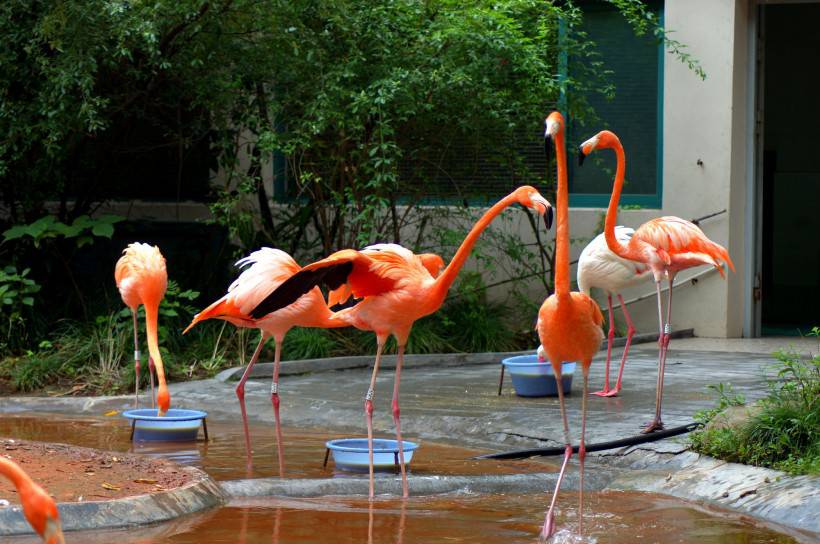 点击大图看下一张：野生动物园粉红色的火烈鸟图片特写