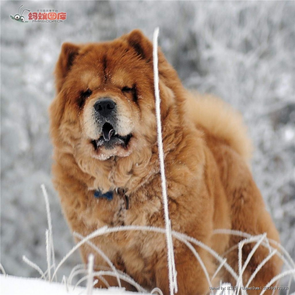 点击大图看下一张：棕色松狮犬雪地活动图片