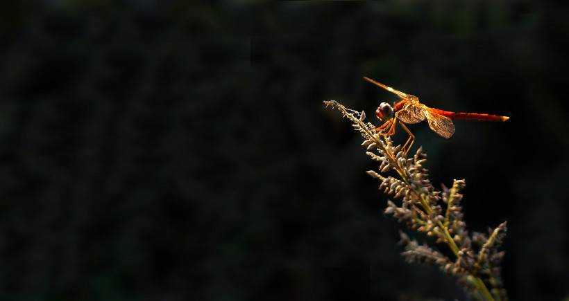 点击大图看下一张：蜻蜓昆虫图片公园风景特写