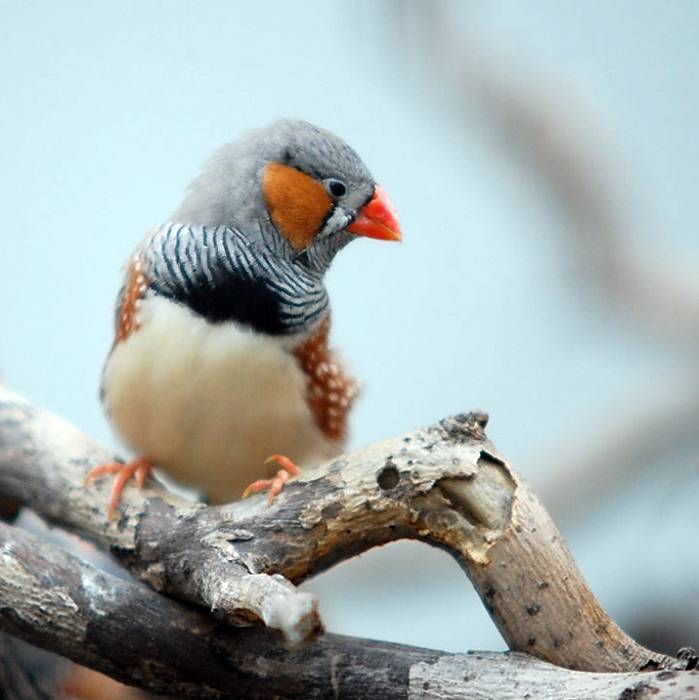 点击大图看下一张:羽翼斑斓的小珍珠鸟图片