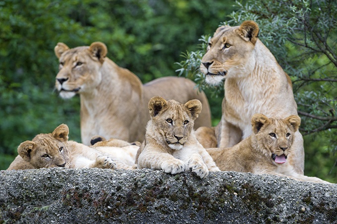 点击大图看下一张：非洲野生动物狮子超清图片