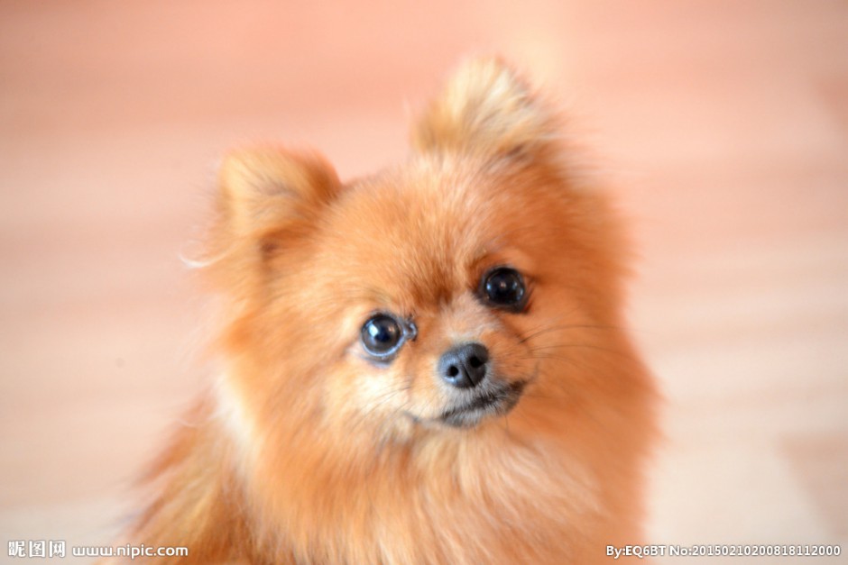 点击大图看下一张：温顺的棕色博美犬可爱图片