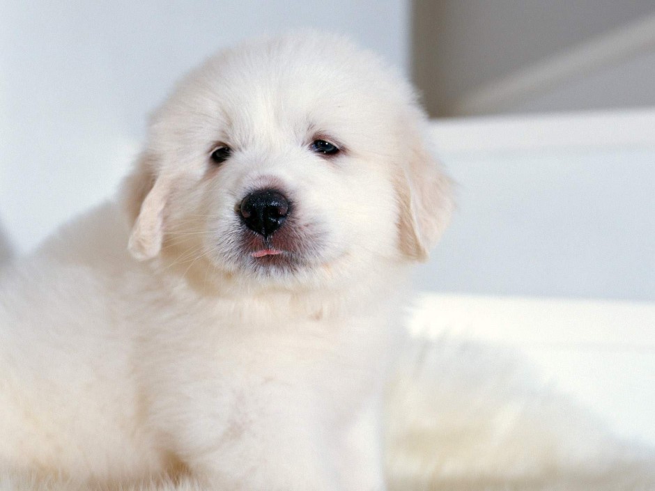 点击大图看下一张：可爱的大白熊犬幼犬图片壁纸