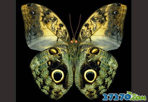 点击大图看下一张：最美蝴蝶的图集