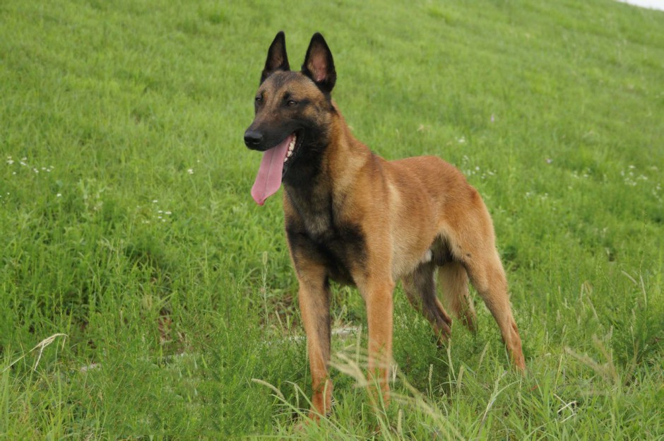 点击大图看下一张：军警犬比利时马犬图片