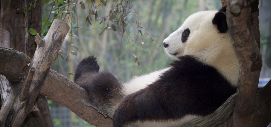 点击大图看下一张：树枝上休憩的国宝大熊猫图片