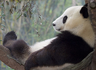 树枝上休憩的国宝大熊猫图片