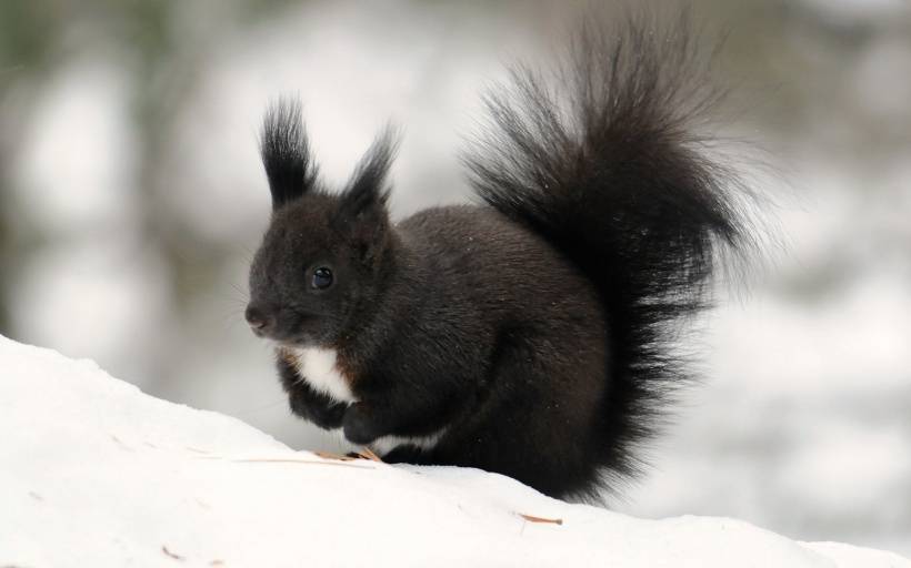 点击大图看下一张：冬季里可爱的小松鼠高清图片