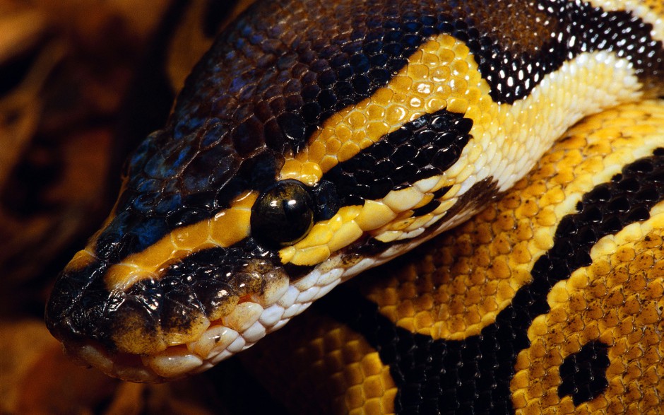 点击大图看下一张：野外最恐怖的蛇高清图片