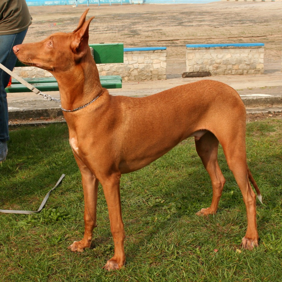 点击大图看下一张：血统最高贵的狗法老王猎犬图片