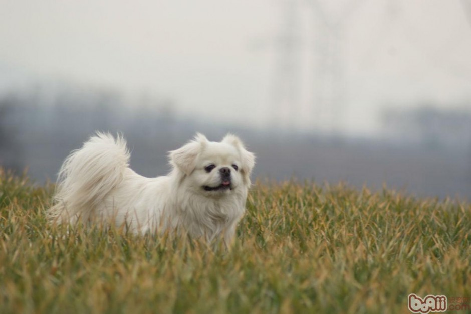 点击大图看下一张：串种京巴犬草地休闲玩耍图片