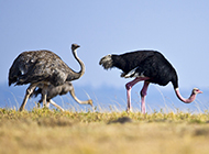非洲鸵鸟野外觅食图片