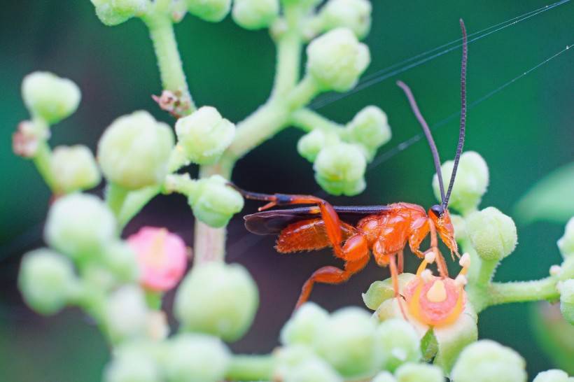 点击大图看下一张：夏天的昆虫图片微距摄影作品