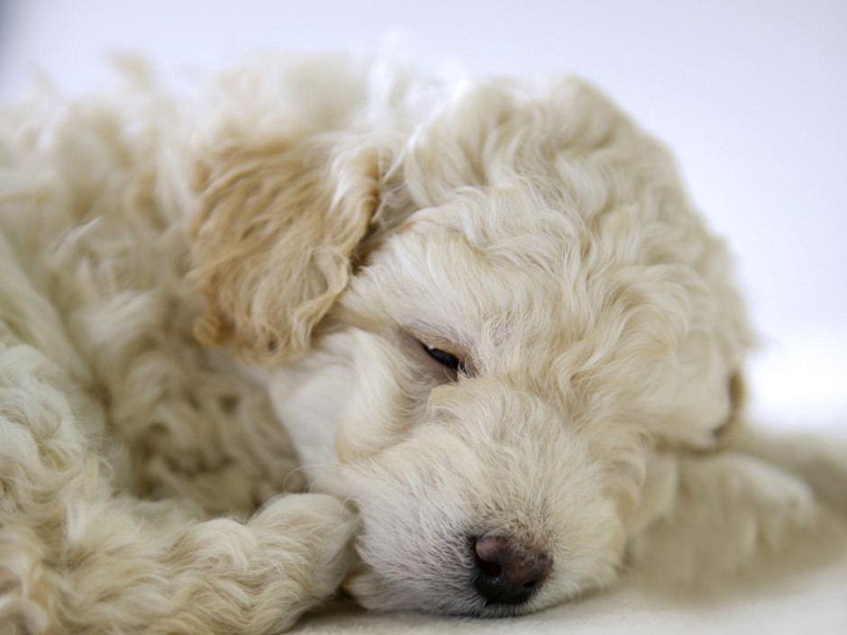 点击大图看下一张：买萌小白狗图片 沉睡的白色贵宾犬