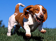 奔跑中的巴吉度犬图片