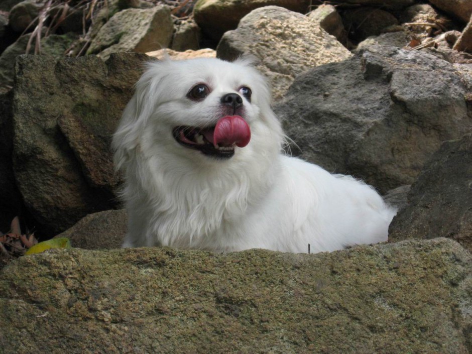 点击大图看下一张：美丽洁白的京巴犬图片
