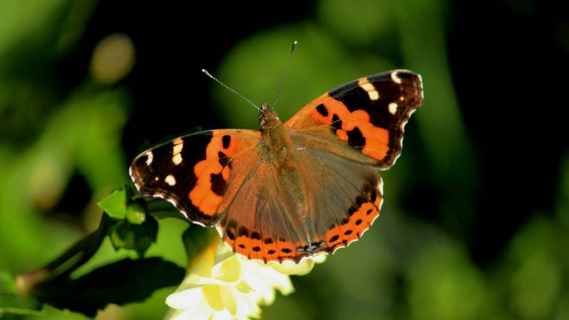 点击大图看下一张：花丛中飞舞的蝴蝶图片