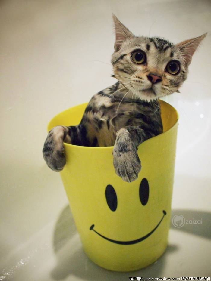 点击大图看下一张：银魂茶杯猫活泼可爱图片