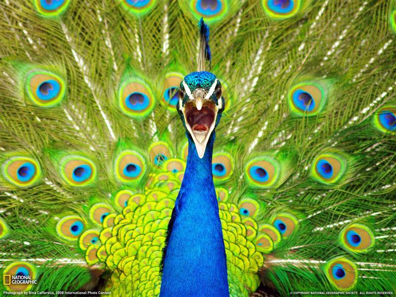 点击大图看下一张：鹦鹉孔雀世界地理动物图片
