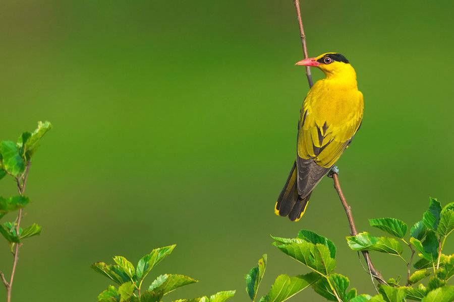 点击大图看下一张：羽翼艳丽的金黄鹂鸟图片