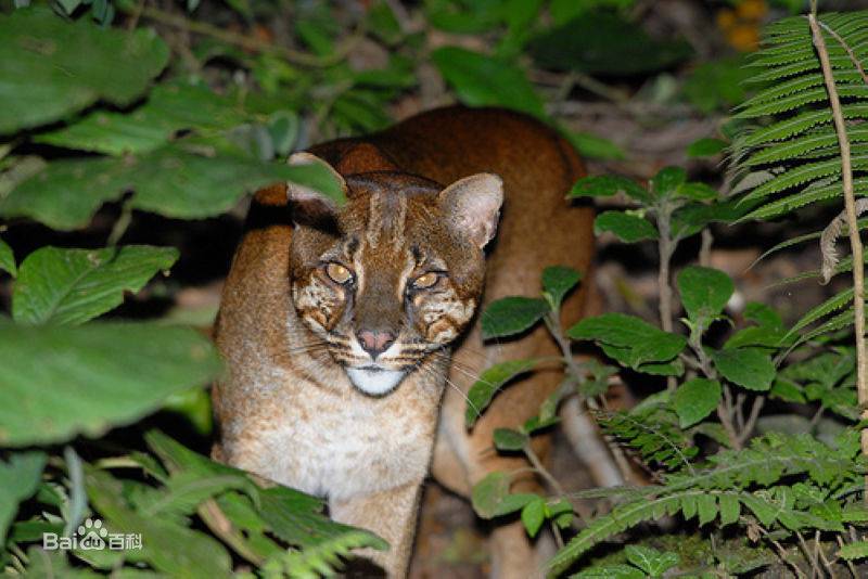 点击大图看下一张：婆罗洲金猫野外狩猎图片