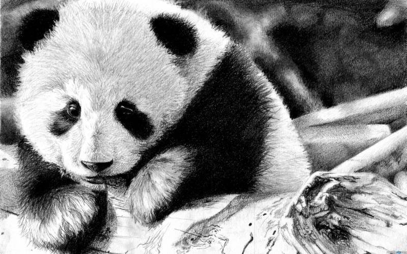 点击大图看下一张：惹人喜爱的国宝熊猫组图