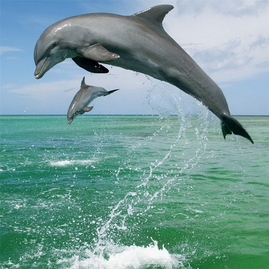点击大图看下一张：人类的挚友海豚高清图片欣赏