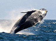 鲸鱼图片跳跃姿态优雅壮观