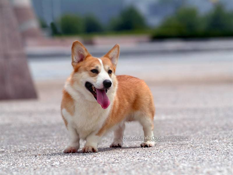 点击大图看下一张：招人喜爱的彭布罗克威尔士柯基犬高清图片