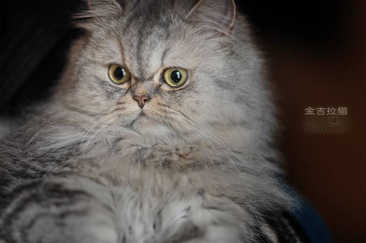 点击大图看下一张：表情惊讶逗趣的金吉拉猫图片